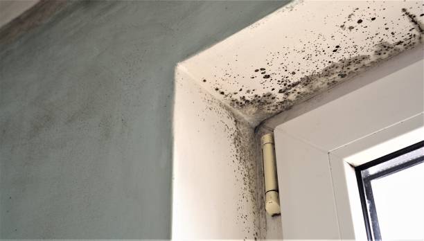 Best Basement Mold Removal  in Selma, AL