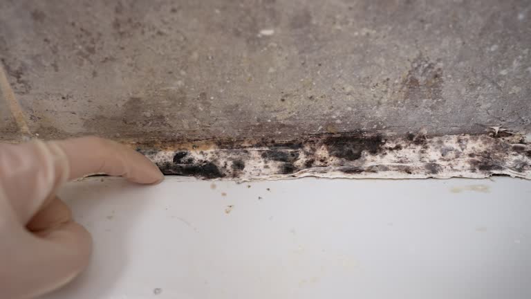 Best Mold Prevention Services  in Selma, AL