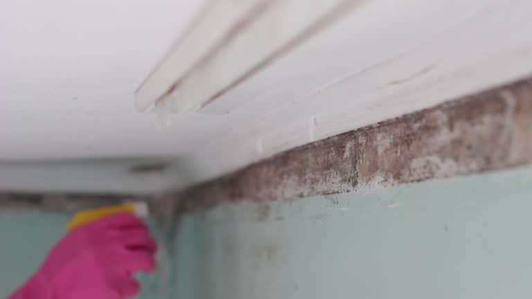 Best Attic Mold Removal  in Selma, AL